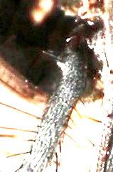 Fucellia tergina